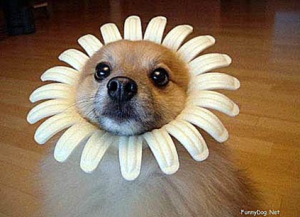 puppy flower